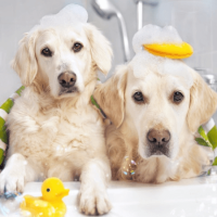 The Prominence of Obtaining the Right Dog Shampoo to Your Dog