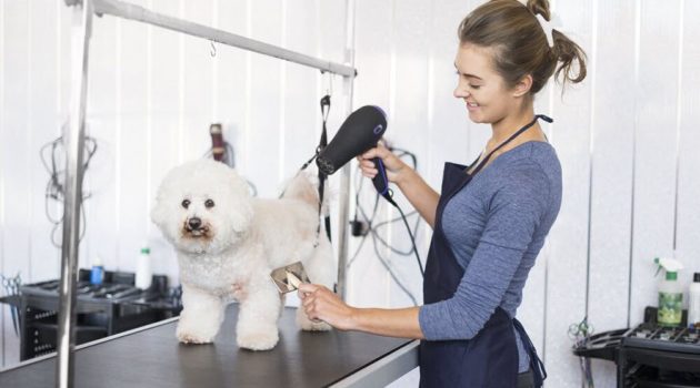 Unleash the Beauty Within – Dog Grooming That Stands Out