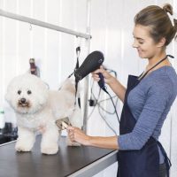 Unleash the Beauty Within – Dog Grooming That Stands Out